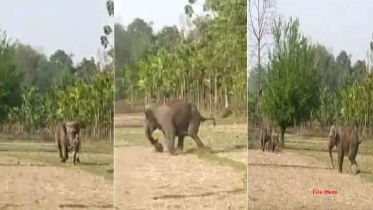 Chhattisgarh Elephant Terror
