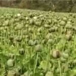Opium Cultivation News