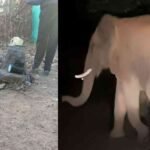 Chhattisgarh Elephant News