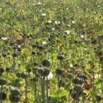 Opium Cultivation