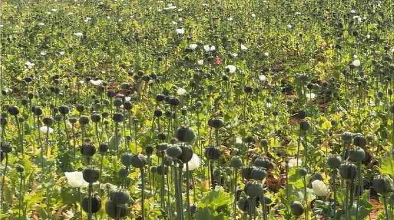 Opium Cultivation