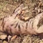 Guru Ghasidas National Park Negligence