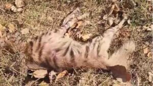 Guru Ghasidas National Park Negligence