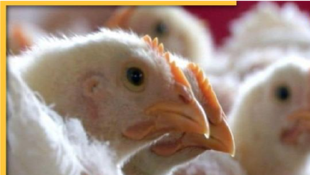 Bilaspur Bird Flu Alert 2026 :