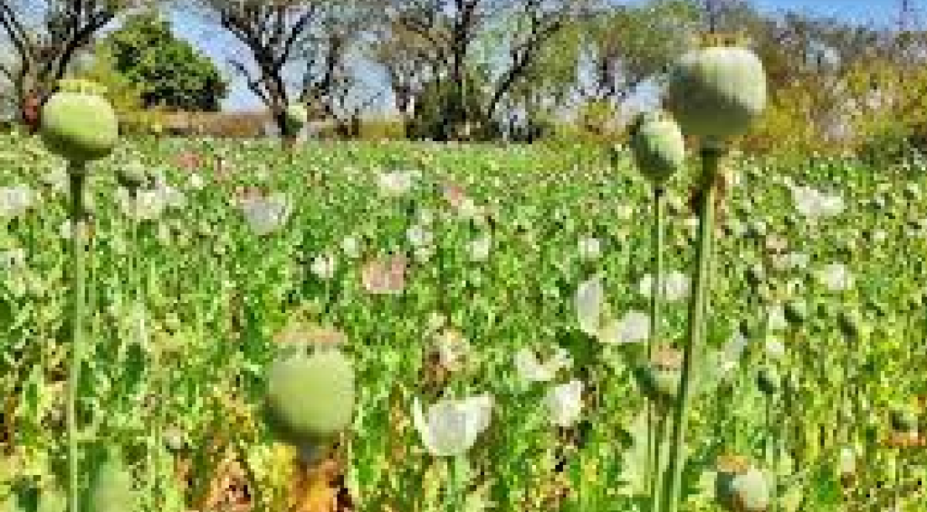 Opium Cultivation