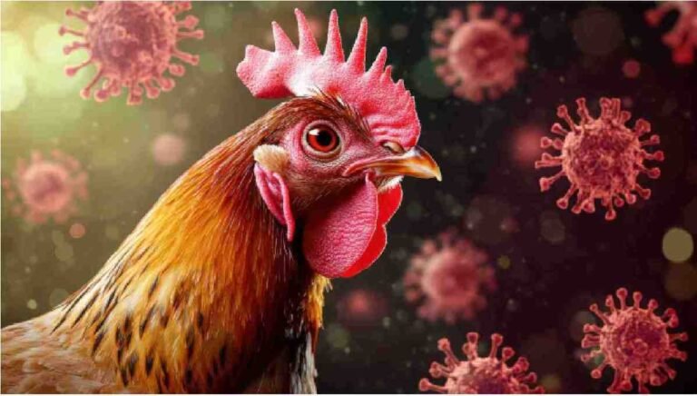 Bird Flu Alert